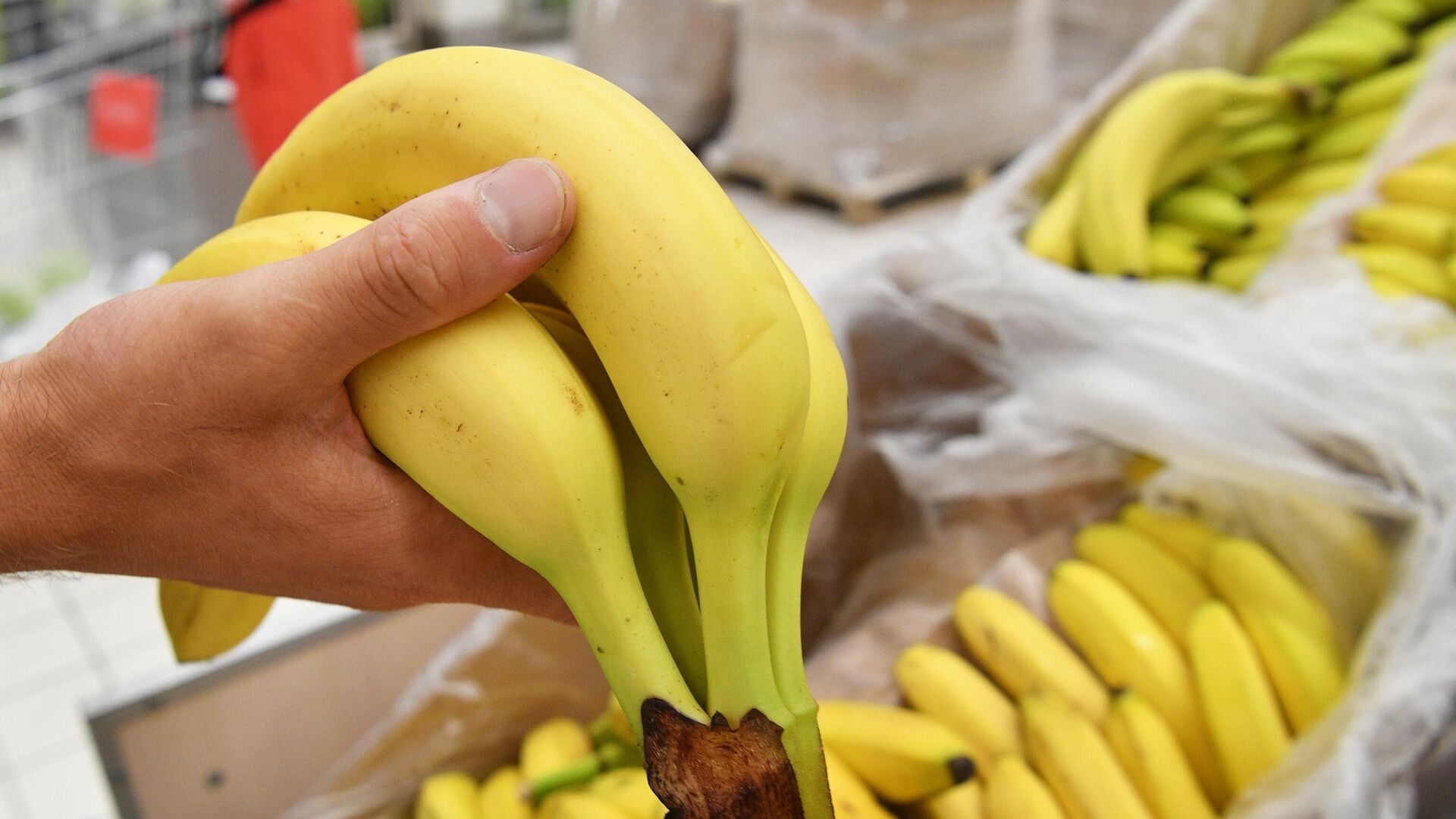 Определены страны, которые могут полностью заменить Эквадор в качестве поставщика бананов для России