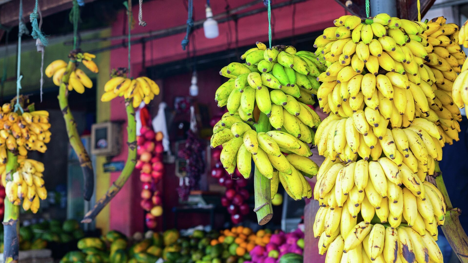 Ученые заявили, что промышленное выращивание бананов в России не имеет перспективы